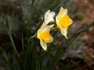 Naklejka na ściany i meble Lovely daffodil blooming in the garden