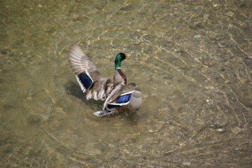 Stockente Erpel mit ausgebreiteten Flügeln 8