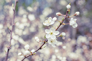 White blossom tree in spring background