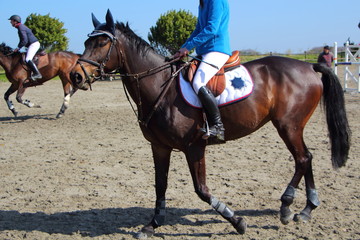 Cheval lors d'un concours hippique