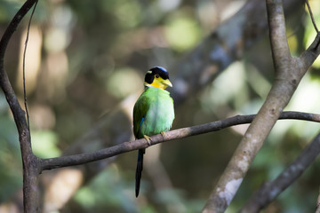 Long-tailed Broadbill