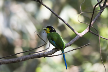 Long-tailed Broadbill