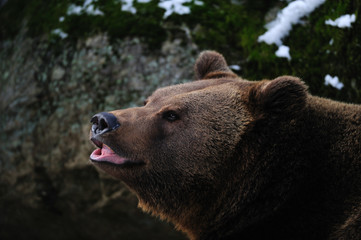 Braunbär, Portrait, Winter