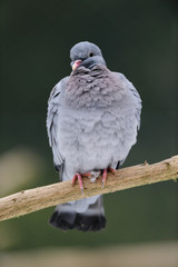 Hohltaube auf Ast