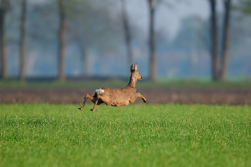 Rehwild, Ricke auf der Flucht