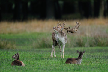 Damwild, Brunft, Fallow-deer