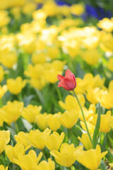 春のチューリップ