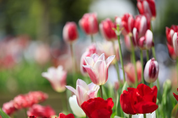 春のチューリップ