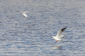 Black-headed gull (Chroicocephalus ridibundus). Photographed on a lagoon, in the natural park of Cornalvo. Extremadura. Spain.