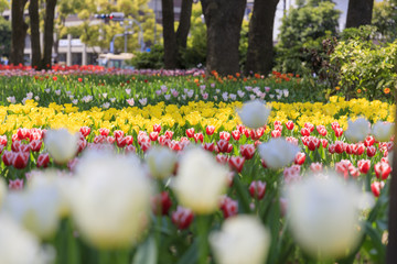 春のチューリップ