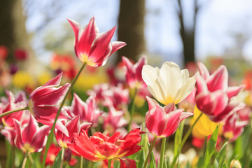 春のチューリップ