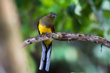 Orange-breasted Trogon