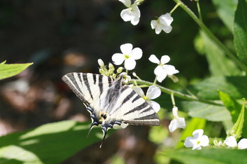 papillon 2017