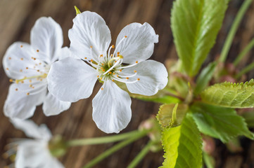 White blossom tree in spring background