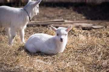 Naklejka na ściany i meble Farm: baby goats