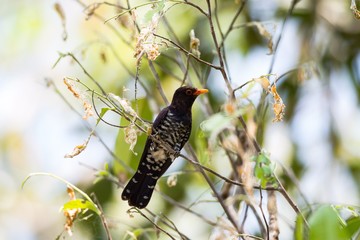 Violet Cuckoo