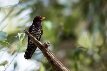Violet Cuckoo