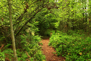 a picture of an exterior Pacific Northwest forest trail