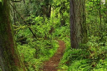 a picture of an exterior Pacific Northwest forest trail