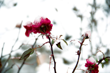 Roses With Snow