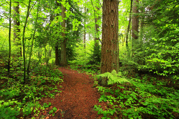 a picture of an exterior Pacific Northwest forest trail