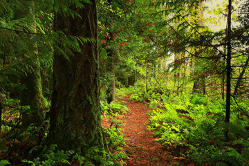 a picture of an exterior Pacific Northwest forest hiking trail