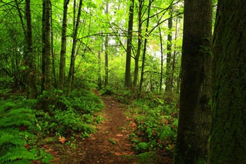 Fototapeta premium a picture of an exterior Pacific Northwest forest trail