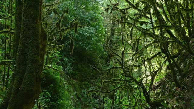 Landscape with moss-covered trees in a boxwood grove in the Caucasus Mountains, 4k
