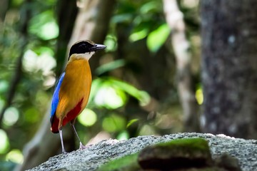 Blue-winged Pitta