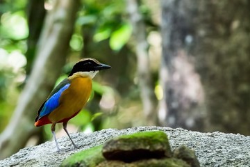 Blue-winged Pitta