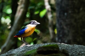 Blue-winged Pitta