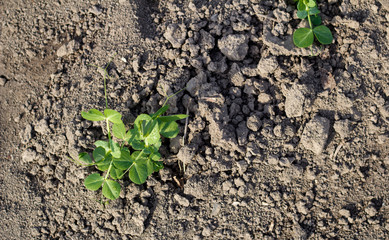 Pea plant from over view