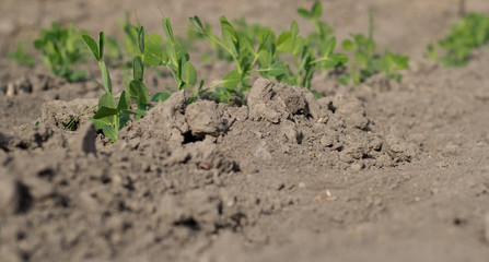 Row of pea plants in the garden