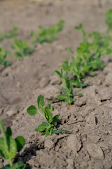 Row of pea plants