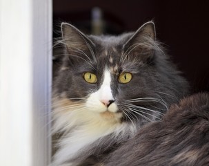 Norwegian forest cat female 