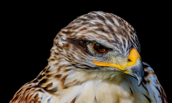 Head-shot Portrait Of An Angry, Grim,serious Looking Hawk On Black Background, Fine Art Soft Colored Single Isolated Bird With Strong Yellow Beak In Painting Style