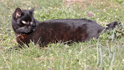 Naklejka na ściany i meble A wild black cat lying in the grass