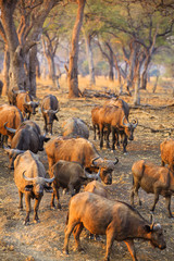 Migrating buffaloes in South Luangwa NP - Zambia