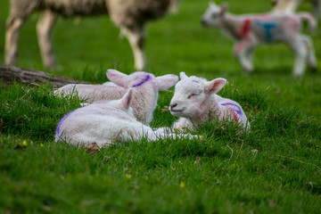 Three lambs