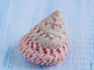seashell
