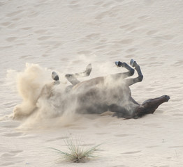 The Arabian stallion is bathed in the sand