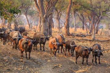 Migrating buffaloes in South Luangwa NP - Zambia