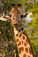 Giraffe in South Luangwa NP - Zambia