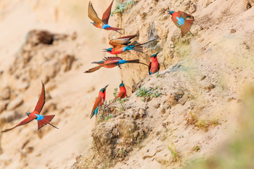 Northern Carmine Bee-eater in South Luangwa NP - Zambia