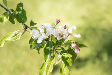 apple blossom