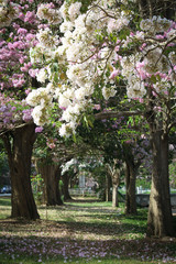 Pink to purple large flowers of Tabebuia tree in morning at Kasetsart University, Kamphaengsaen, Nakornpathom Province, THAILAND.