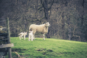 Sheep with lambs