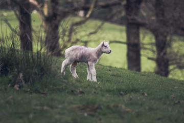 Lamb