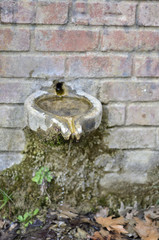 Running water at source in the forest