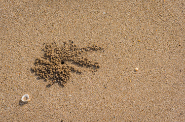 Fototapeta na wymiar Ghost Crab habitat on sand